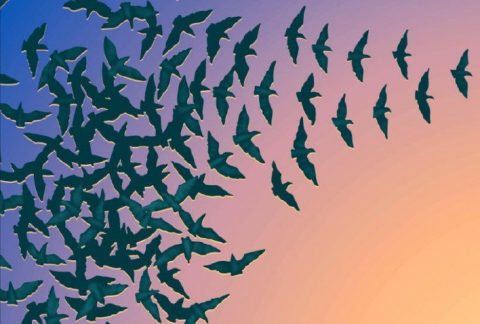 Principio de acumulación de las acciones